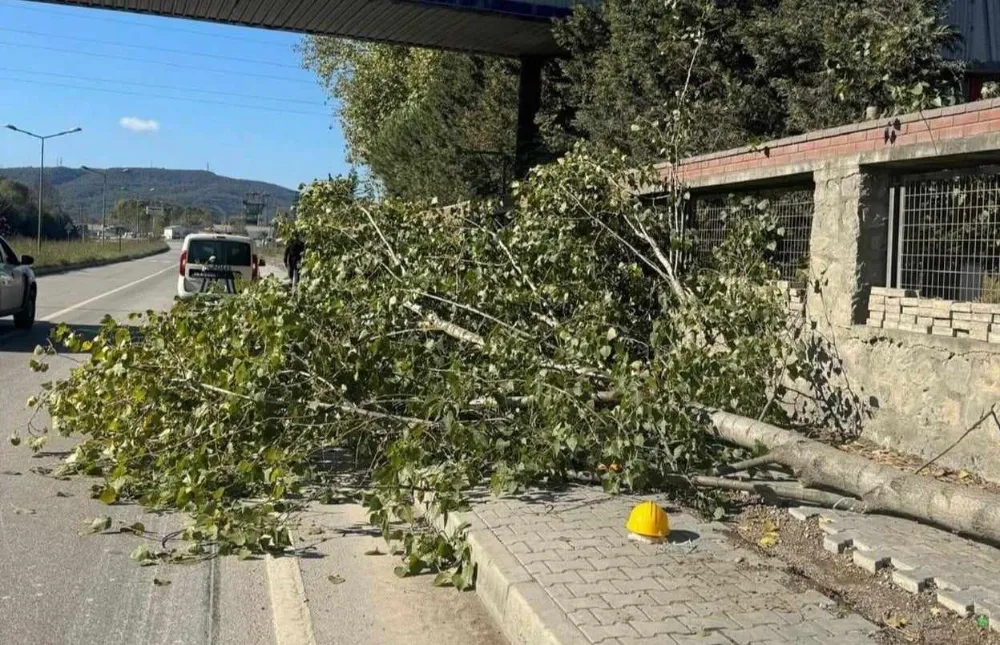 Kestiği ağacın altında kalıp öldü