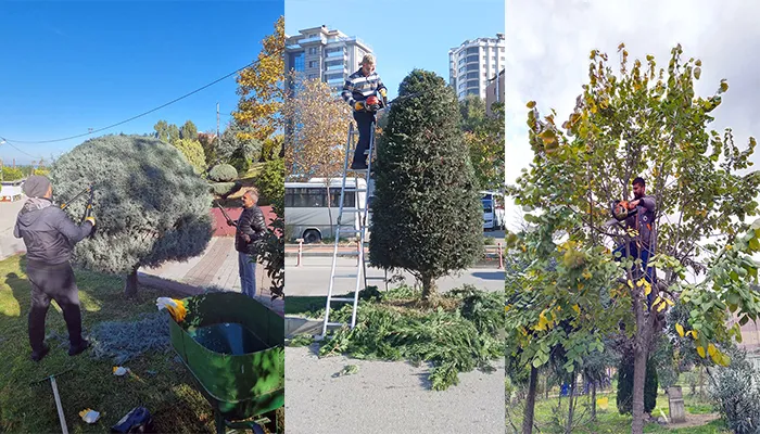 Kozlu Belediyesi budamaya başladı