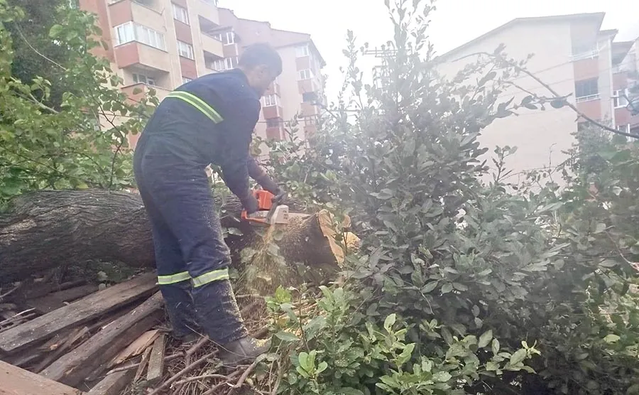 Kozlu’da fırtına ağaçları devirdi