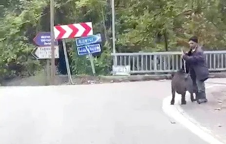 Yaşlı adam, domuzdan son anda kurtuldu