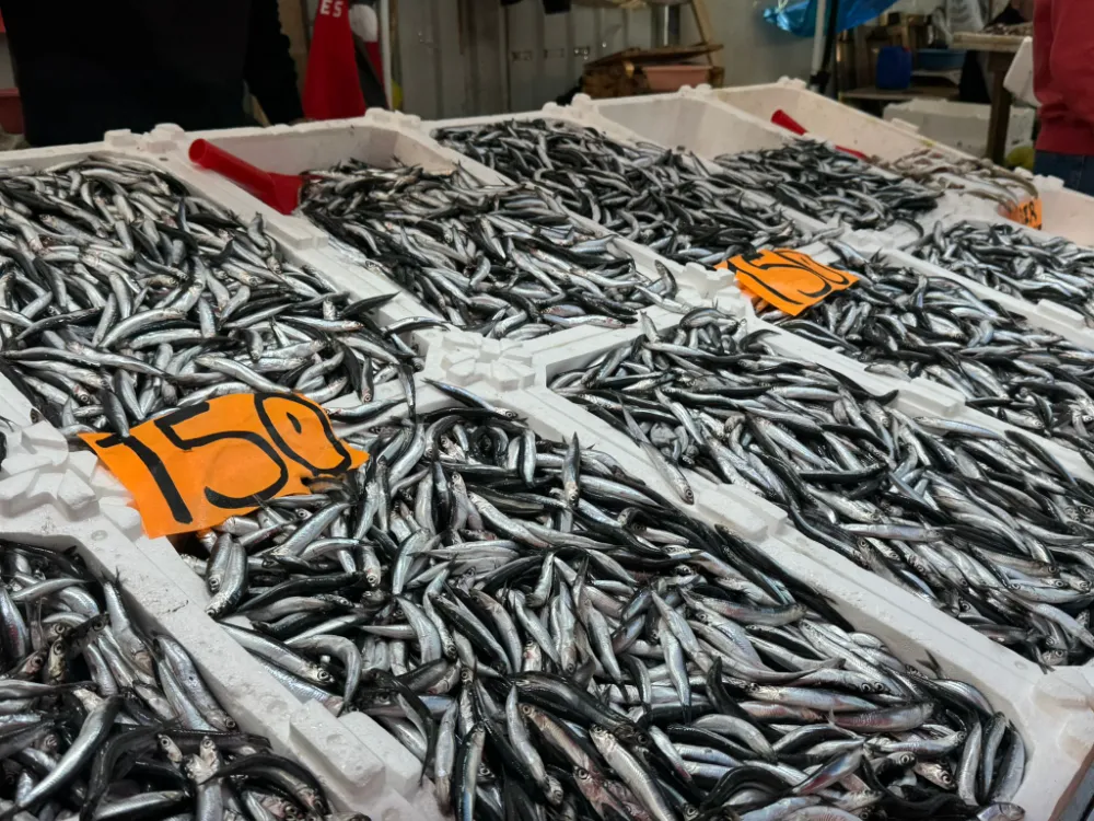 Hamsinin fiyatı cep yakıyor: Kilosu 150 TL