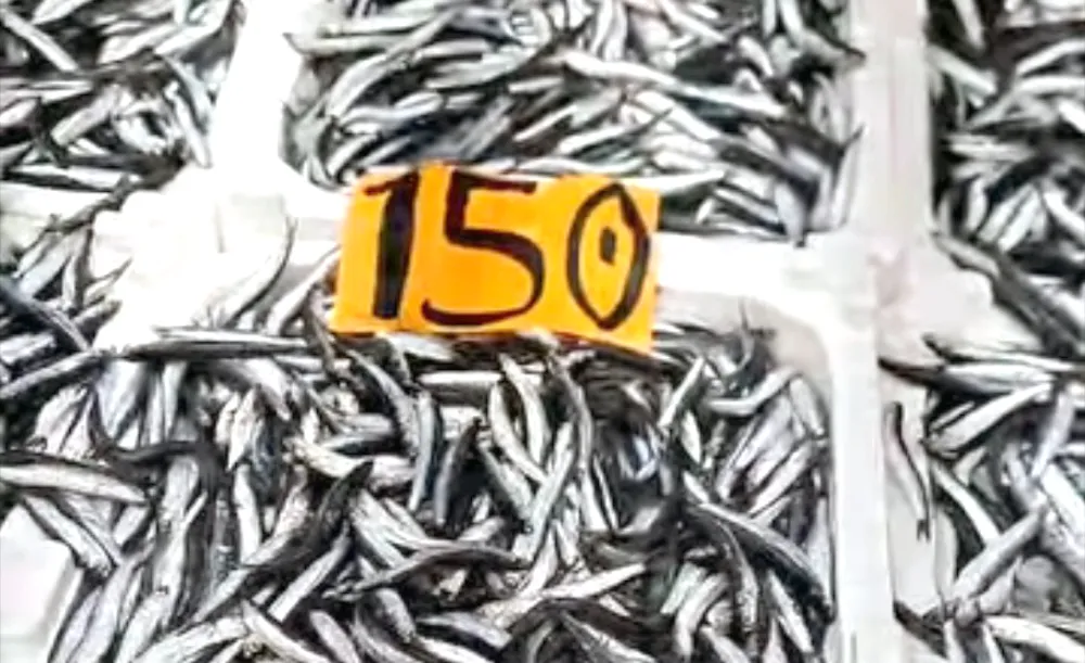 Hamsi bollaştı, fiyatı sabitlendi