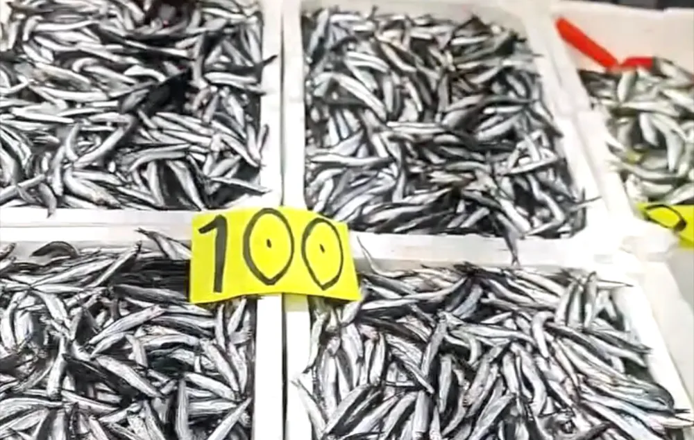 Hamsi enflasyona direniyor… Kilosu 100 TL’ye düştü…