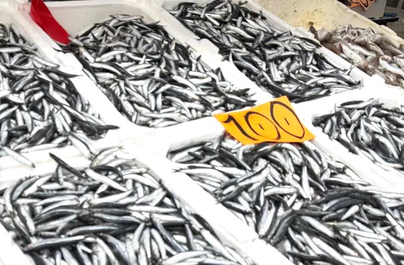 Hamsi bollaştı, tezgahlar şenlendi: Fiyatlar 100 liraya düştü