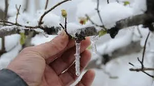 Zonguldaklılara ‘zirai don’ uyarısı...